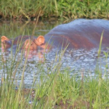 hippo in queen elisabeth