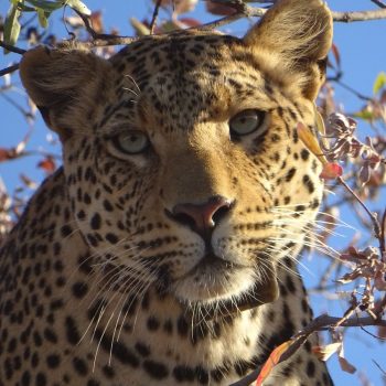 Okonjima lodge