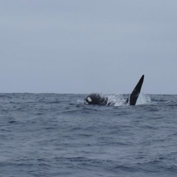 Orka Isla de la Plata