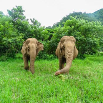 Elephant Nature Park