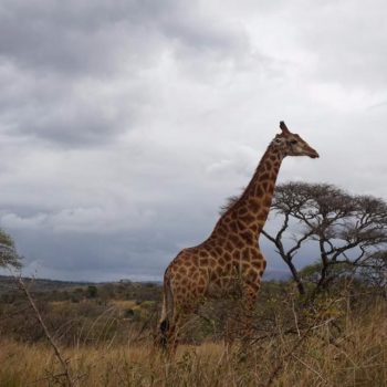 Giraffe in het Hluhluwe-Imfolozi Park