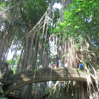 Monkey Forest Ubud