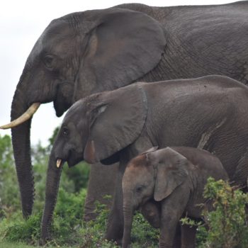 Addo