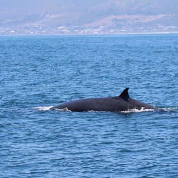 Walvis spotten @ Hermanus
