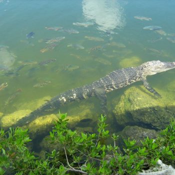 Everglades N.P.