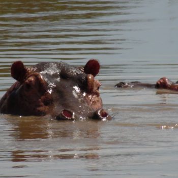 de nijlpaarden tijdens de boottocht naar de waterval