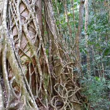 Mangrovebos