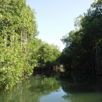 Mangroven bij de Black River