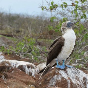 Blue footed Booby