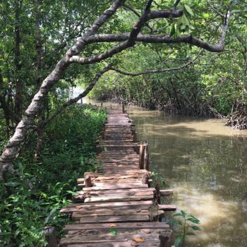 Trekking door de mangrove