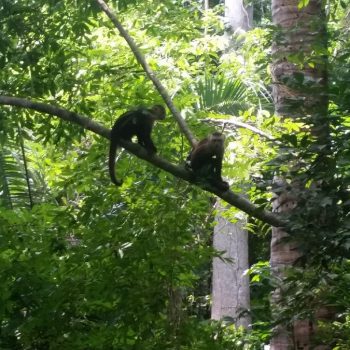Wilde apen tijdens de hike tocht