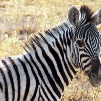 Zebra in Etosha