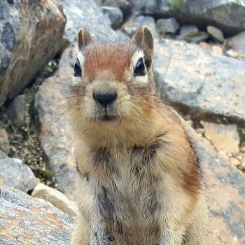 Sta oog in oog met wildlife 