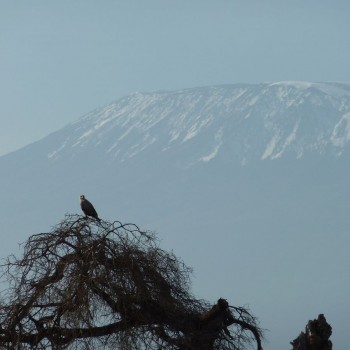 prachtige kilimanjaro op de achtergrond