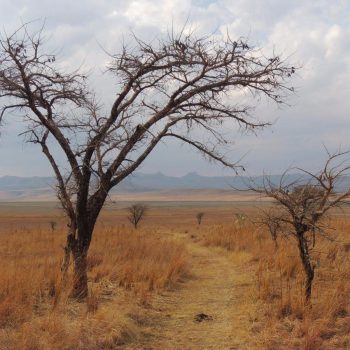 Drakensbergen: grillig natuurgebied