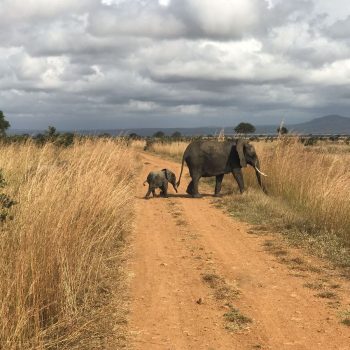 Safari