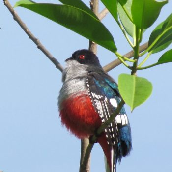 Tocororo de nationale vogel van Cuba met de kleuren van de Cubaanse vlag