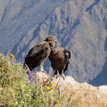 Cruz del Condor