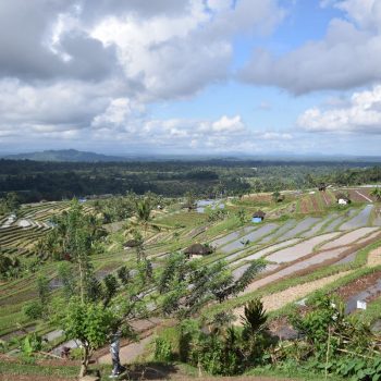 Rijstvelden op Bali