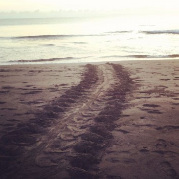 Strand Tortuguero