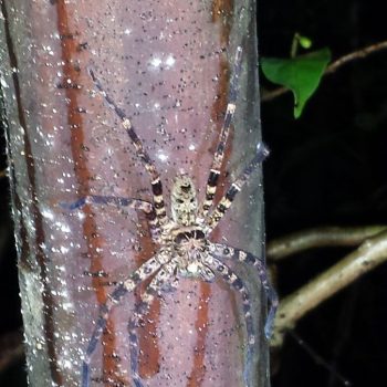 Nightwalk jungle