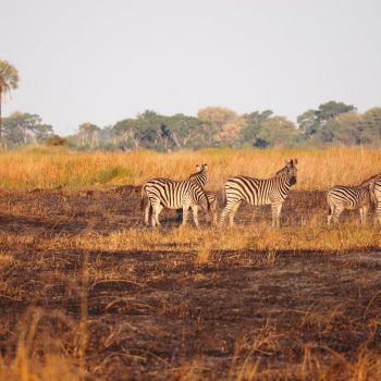 Een groepje zebra's in een afgebrand veld tijdens de avondwandeling