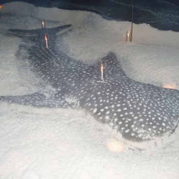 Whaleshark on the beach