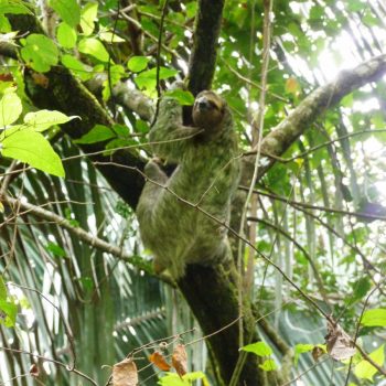 Luiaard in Manuel Antonio National Park