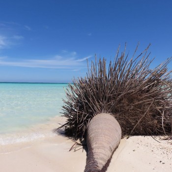 Cayo Jutias