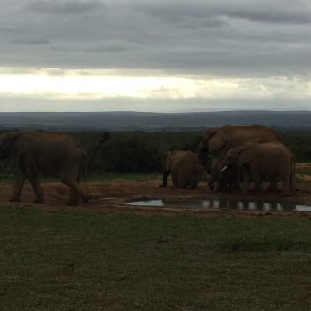 Addo