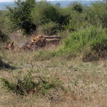 De buffel kill