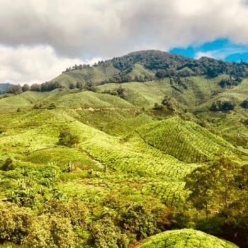 Cameron Highlands