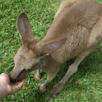 Kangaroos
