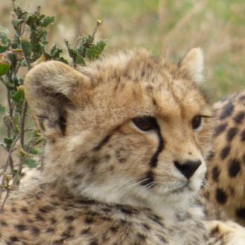 jonge cheeta