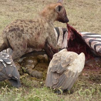 hyena en gier eten zebra