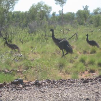 Emu's