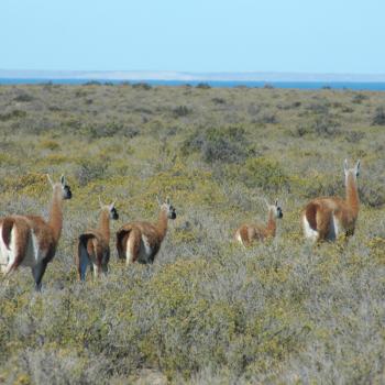 De eerste ontmoeting met de guanaco's....