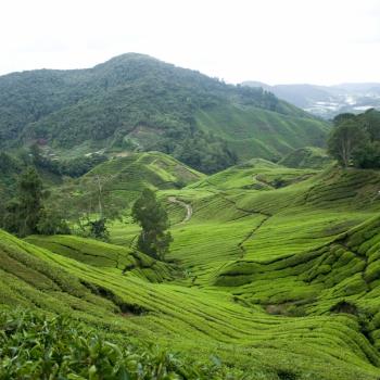 Theeplantage Cameron Highlands