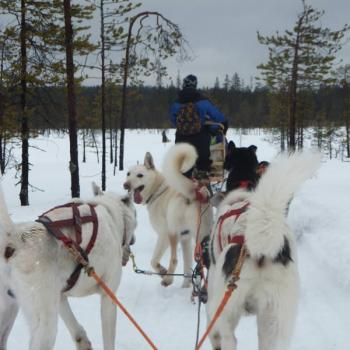Huskysledetocht