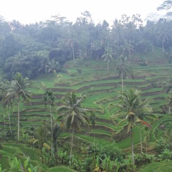 Rijstvelden op Bali