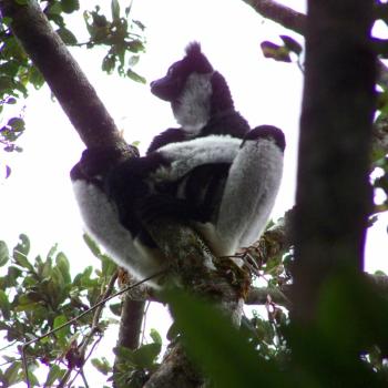 Indri indri de grootste halfaap op Madagaskar
