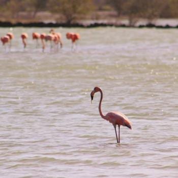 Flamingo's bij Jan Kok