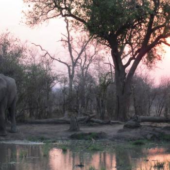 Zonsondergang in Hlane np bij de waterplaats