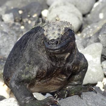 Iguana's op de Galapagos
