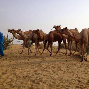 Overnachten in de Sam Desert, ons transportmiddel