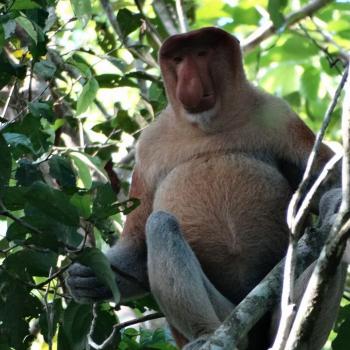 Neusaap (Dutch monkey)