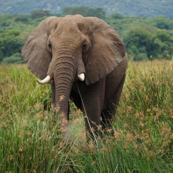 Zo dichtbij! Gespot bij Murchison Falls