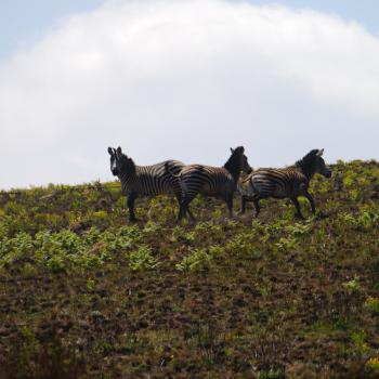Nyika national park
