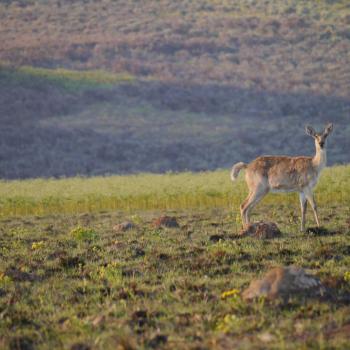 Nyika national park