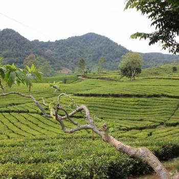 Theevelden, Java